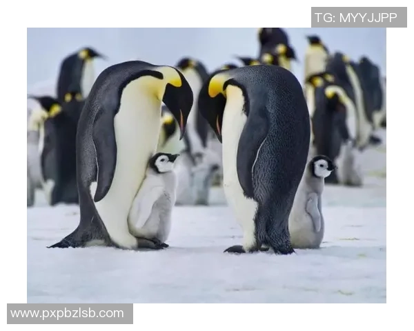 足球企鹅队勇闯赛场展现团队精神与拼搏意志的传奇之旅